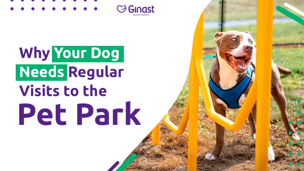 Why Your Dog Needs Regular Visits to the Pet Park